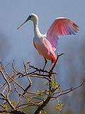 Spoonbill Atop A Tree_45074